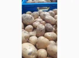 Продам картошку в качестве