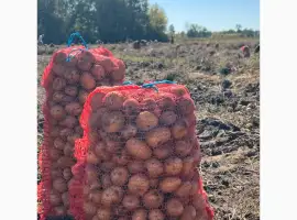 Зображення для оголошення Продаємо картоплю