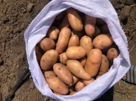 Зображення для оголошення Продам розовый картофель мега качество