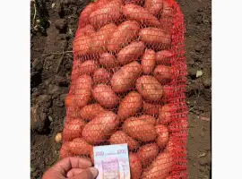 Зображення для оголошення Продам красивый качественный розовый картофель