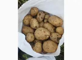 Зображення для оголошення Картопля опт (Арізона)