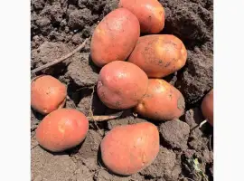 Продам картоплю різних сортів. Копаємо до 5-ти тон в день