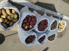 Продаж картоплі урожай 2026