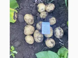 Зображення для оголошення Продам родам