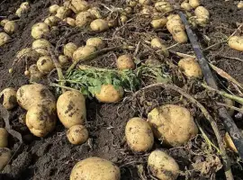 Зображення для оголошення Продам картоплю рев'єра