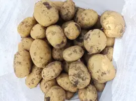 Зображення для оголошення Продам молоду картоплю