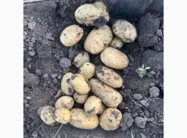 Продам свіжовикопану молоду картоплю сорт Рів'єра