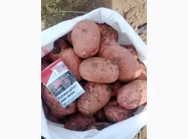 Зображення для оголошення Продам свіжовикопану молоду картоплю Белароса