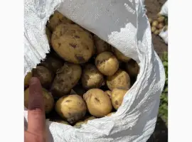 Зображення для оголошення Продам Картофель
