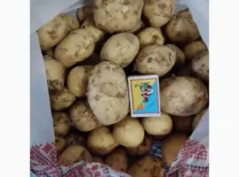Зображення для оголошення Продам молоду картоплю Рів'єра