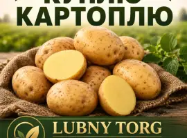 Зображення для оголошення Куплю їстівну картоплю