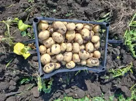 Продам молодой картофель ривьера