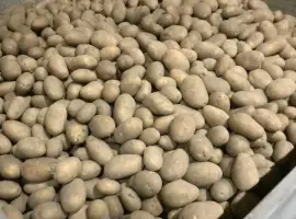 Зображення для оголошення Продам їстівну картоплю