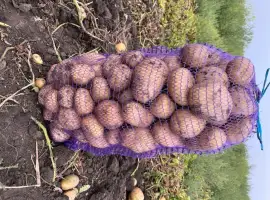 Продам Картоплю