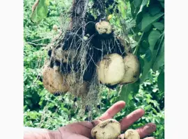 Продам молоду картоплю з поля