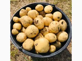 Зображення для оголошення Продам молоду картоплю рів‘єра