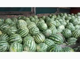 Куплю кавун