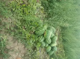 Зображення для оголошення Продам кавун