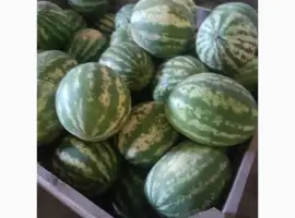 Зображення для оголошення Продам екологічний кавун товарного вигляду
