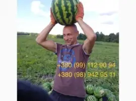 Продам кавун.ОПТ.З поля. Перша катка