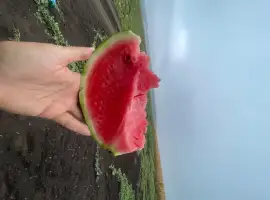 Самозбір Продам кавун Продюсер 4-6 кг
