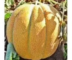 Зображення для оголошення Куплю Диню солодку товарну з поля
