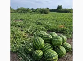 Продам кавун сорт Ау Продюсер відмінної якості перша катка