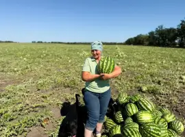 Зображення для оголошення Кавун оптом з поля.Кіровоградська область.Інгулецьке
