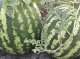 Зображення для оголошення Продам кавун