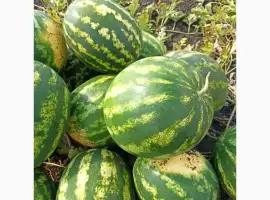 Зображення для оголошення Продам кавун сорт Продюсер