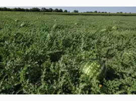 Зображення для оголошення Продам товарний кавун