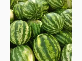 Зображення для оголошення Продам кавун сорту Продюсер смачний і солодкий