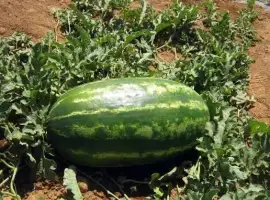 Продам кавун Продюсер