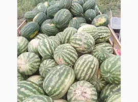 Продам кавун оптом