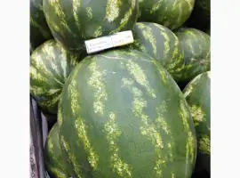 Зображення для оголошення Продаєм кавун