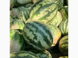 Продам кавун ОПТОМ