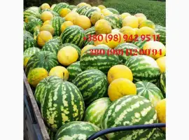 Зображення для оголошення Продам смачний Кавун. ОПТ. Перша катка