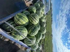 Кавун продюсер дуже солодкий