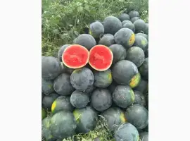 Зображення для оголошення Черный арбуз Стайл без косточек