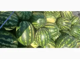 Продам кавун Карістан