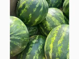 Продам кавун