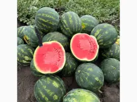 Продам кавун з поля