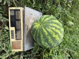 Продам свій кавун Бомбейро 50-100т
