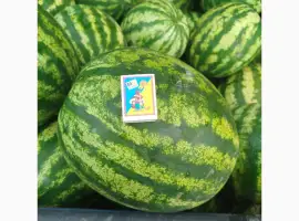 Зображення для оголошення Продам кавун Полтавська обл Хорол