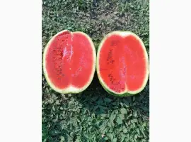 Продам кавун/арбуз Київська область/Бориспільський район