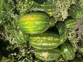 Зображення для оголошення Продам кавун Фонтана