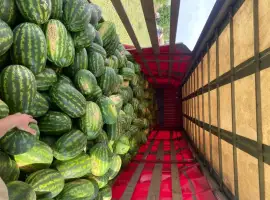 Зображення для оголошення Продам кавун (карістан