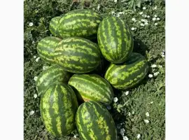 Продам кавун