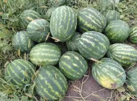 Кавун Талісман 3-6 кг +- 7 тон