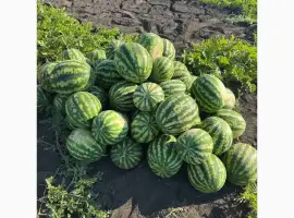 Зображення для оголошення Продам кавуни 500 тн Харківська обл